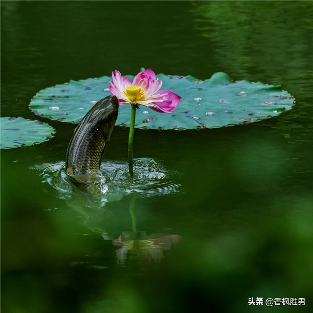 大白兔图片:大白兔图片大全可爱图片卡通 佳能70-300镜头与佳能100-400镜头哪个好？