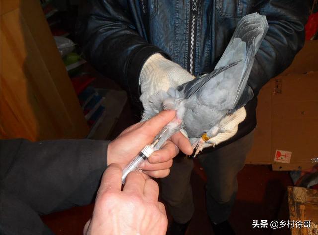 英特威信鸽疫苗:英特威信鸽疫苗如何 英特威犬用疫苗为什么有两种？