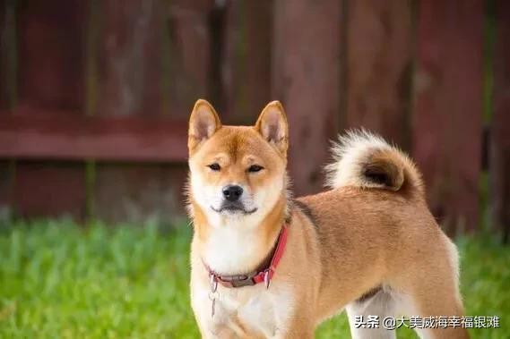 延边丰山犬基地:延边地区有卖丰山犬的吗 有可能全面禁止吃狗肉，你怎么看？