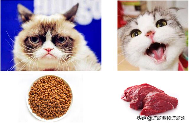 猫咪的肉真是酸的吗，猫咪喜欢吃生肉还是熟肉，吃生肉好还是吃熟肉好