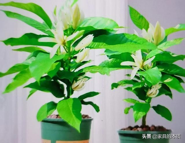 皎皎白玉兰:你认为什么样的女人最有韵味、最迷人？