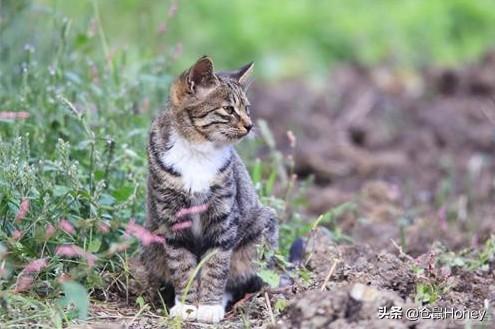 异国短毛猫肠胃弱:异短吃什么会变重，异短吃什么补充营养？