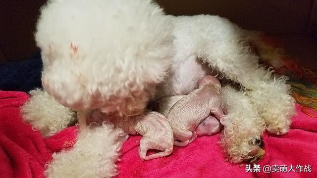 狗难产症状图片有哪些:狗狗生孩子的时候该怎么做哦？好紧张？