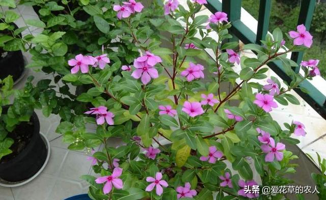 长春花怎么养(长春花怎么养护)