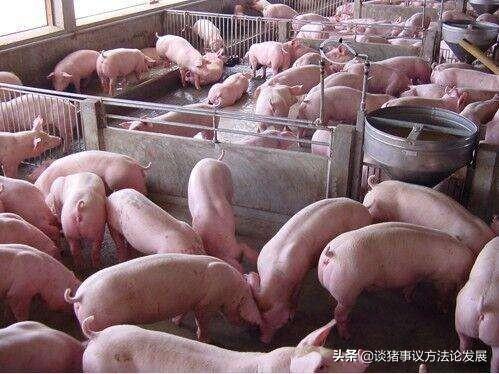 150斤以上的猪，能喂小猪料吗？该注意些什么？
