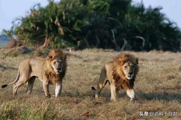 中国名獒小雄狮:小雄狮被父亲赶出来过个几年会去挑战父亲吗？