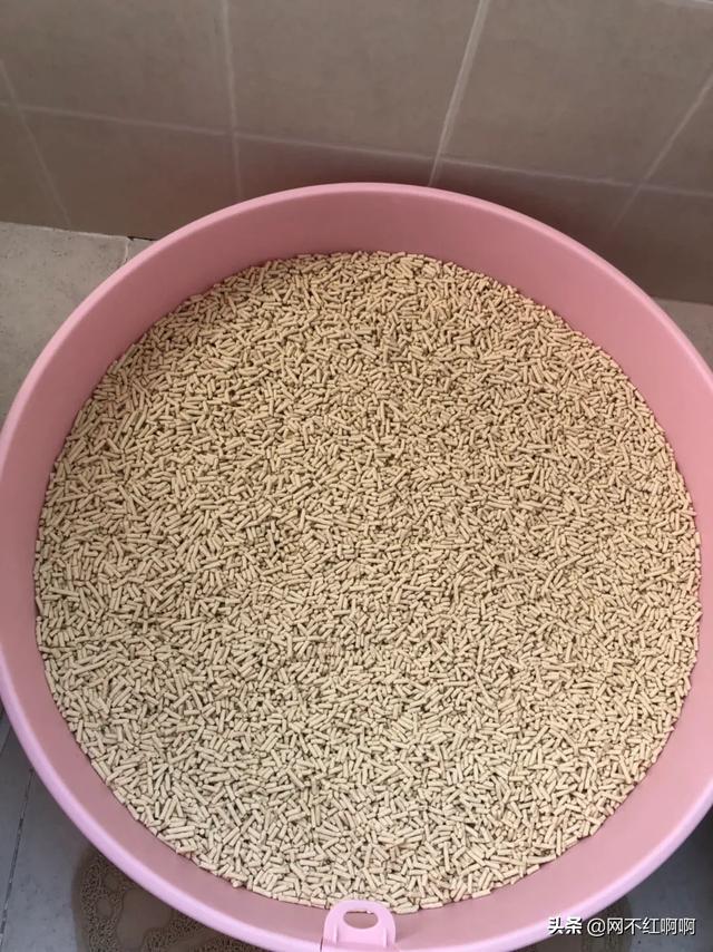 辅猫吧:遇到中意的流浪猫，想把它拐到自己家里来养，要怎么做？
