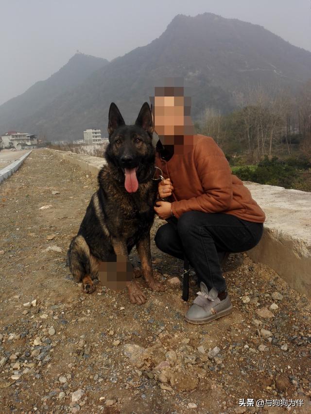 南阳防暴犬:马犬当警犬是有什么优点或者理由？