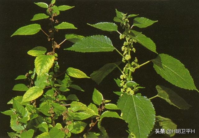 水蛇:苎麻与水蛇麻有什么区别？怎样区分？