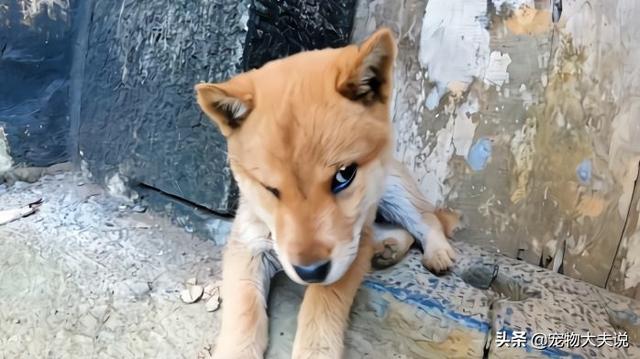狗狗拉稀:狗狗拉稀的原因，狗狗拉稀怎么办？ 狗狗拉稀像泥浆很臭