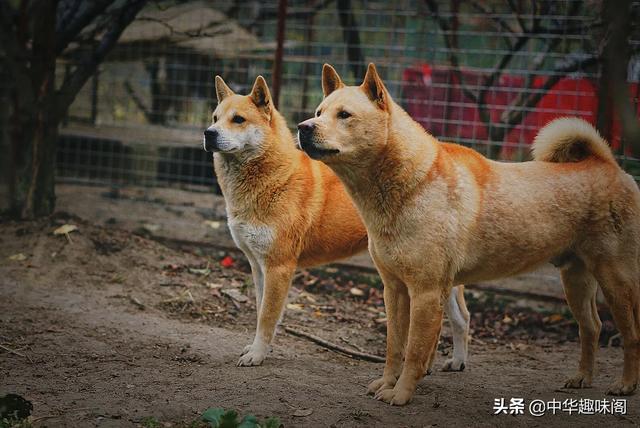 中华田园犬为什么禁养:如何看待安徽合肥拟禁养中华田园犬等将近40种犬种？