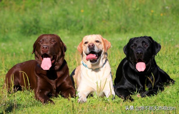 黑拉不拉多犬比别的色贵吗:拉布拉多黑色好还是白色好？
