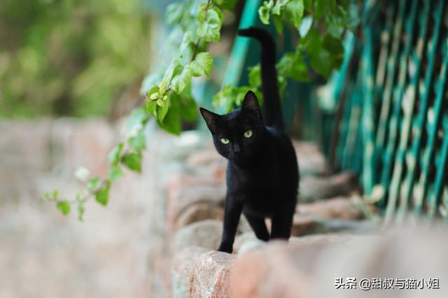 浏阳市的流浪狗狗在那里:什么地方容易碰到流浪猫狗？