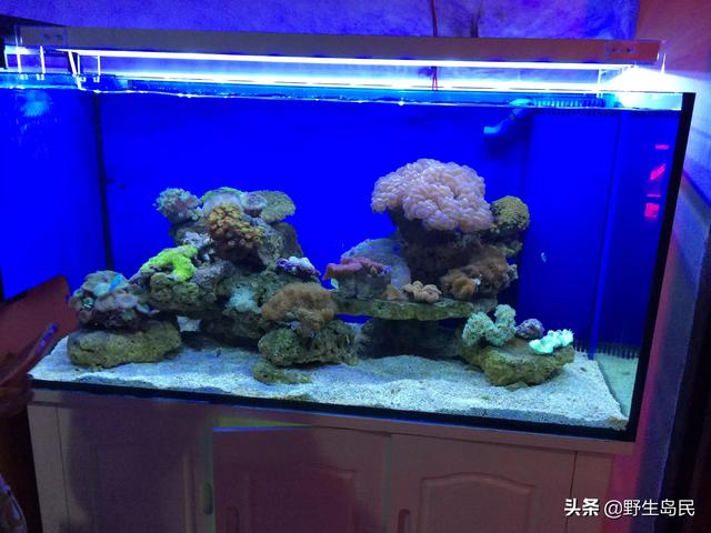 海水观赏鱼水族箱tu:新手饲养海水鱼多大的海缸比较好？
