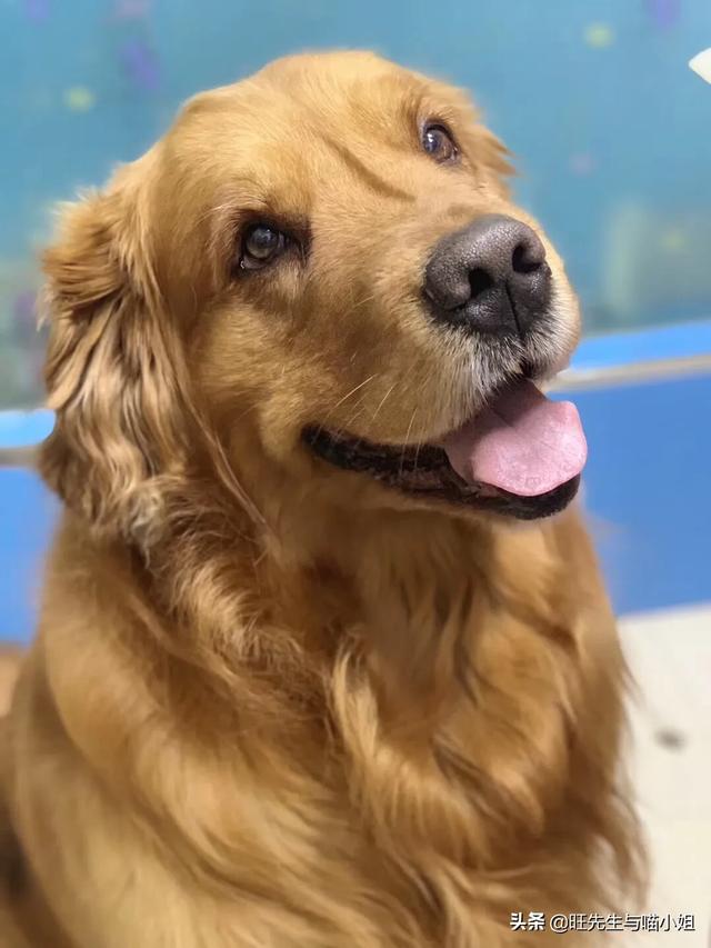 世界上最悲伤的狗去处:茶饭不思还患上抑郁，面对爱犬过世，我们该如何调节情绪？