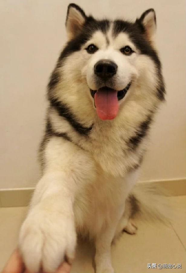狗项圈中型犬:急，狗狗2个月大，上狗圈对狗狗好不好？