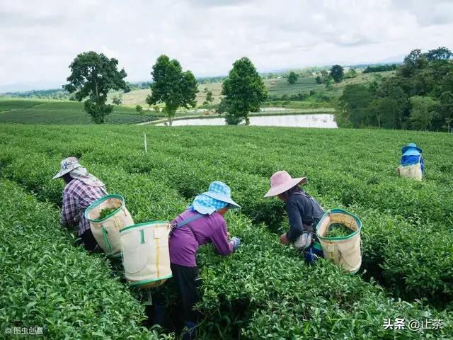 平原能种茶树吗,农田可以种茶油树吗？如何管理？