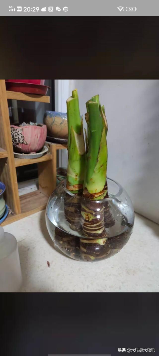 水培滴水观音施肥方法:滴水观音好养吗？需要施肥吗？