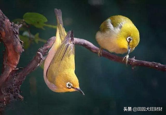青绿顶亚马逊鹦鹉可以当宠物养吗:什么鸟可以作为宠物饲养？