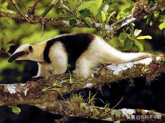 有哪些看起来战五渣，实际战斗力爆表的生物？