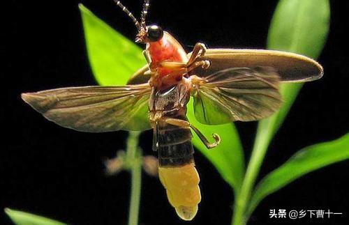 萤火虫祖先被发现:你上次见到萤火虫是哪年了？感觉怎么样？