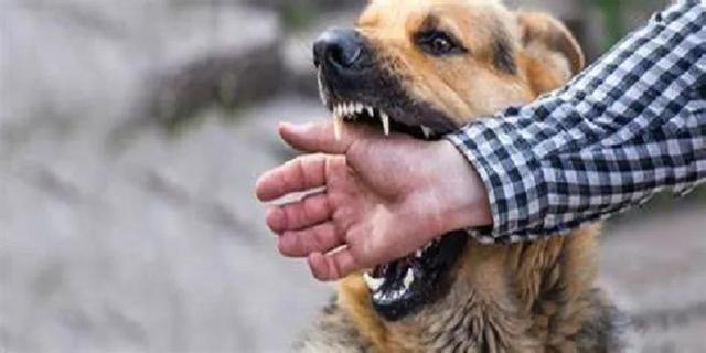 狗狂犬病发作能活几天:狂犬病真的能潜伏23年吗？