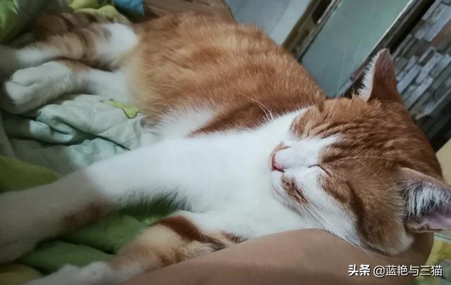 家家猫:家家猫电视购物 被猫抓伤后，需要注射狂犬疫苗吗？