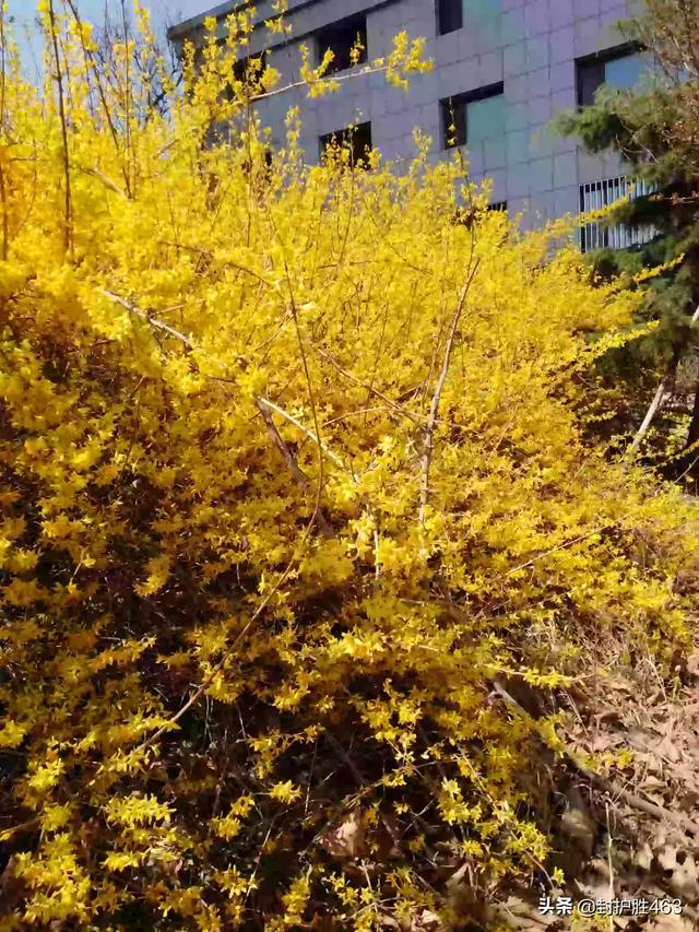 快到春天了,阳光灿烂,又感到美好、积极,心情为啥不能总是这样？