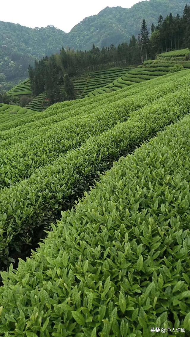 不在高山上就种不出好茶吗，茶树上结的茶籽能拿去播种新茶吗跟扦插苗的区别有哪些