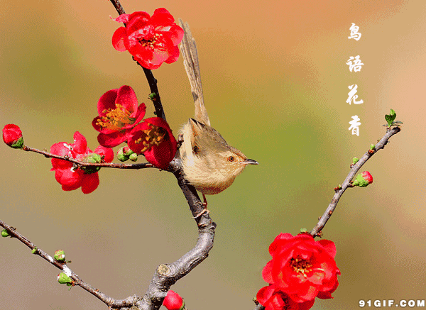 600_437gif 动态图 动图