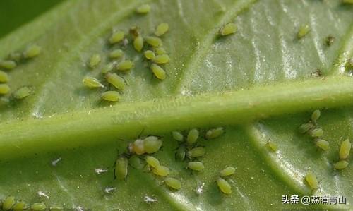 蚜虫怎么防治:用什么农药防治蚜虫效果比较好？
