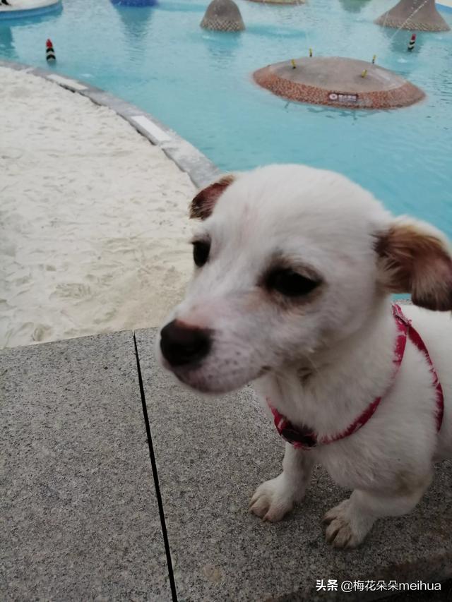 中国有波利犬吗?:我国的哪种狗可以打的过纽波利顿犬？为什么？