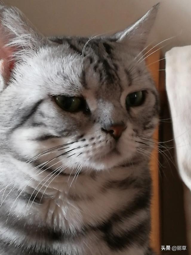 ramical金枪鱼猫粮价格:你家猫粮是多少钱一斤的？