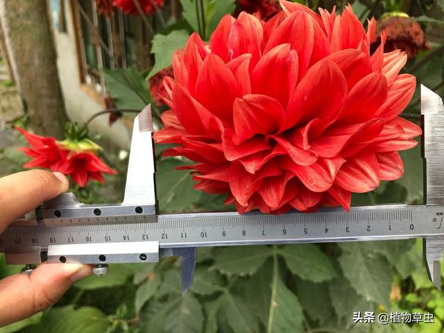 头条问答 大理花现在还能种植吗 爱花的一木的回答 0赞