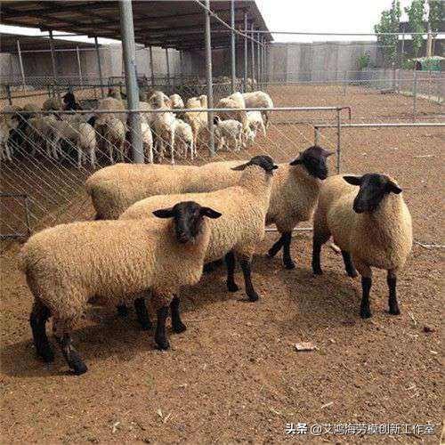 2020西施犬价格分析:2020年养羊的市场前景如何？