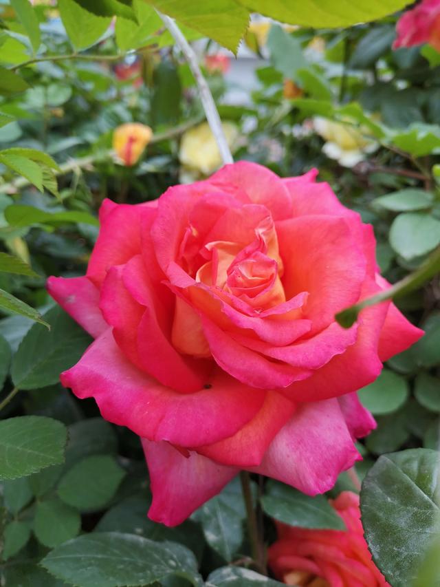 假昙花和蟹爪兰哪个好养:大家都喜欢什么花卉，有什么种植经验和大家分享？