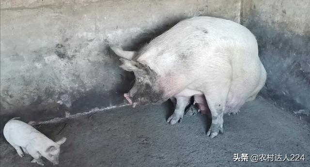 猪细小病毒病:我家母猪怀孕140多天了还没产仔怎么办呀？