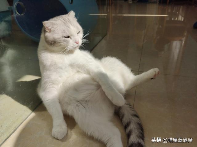 猫传染性腹膜炎:猫传染性腹膜炎的症状 猫白蛋白低腹水，不能吃什么￼？注意什么？