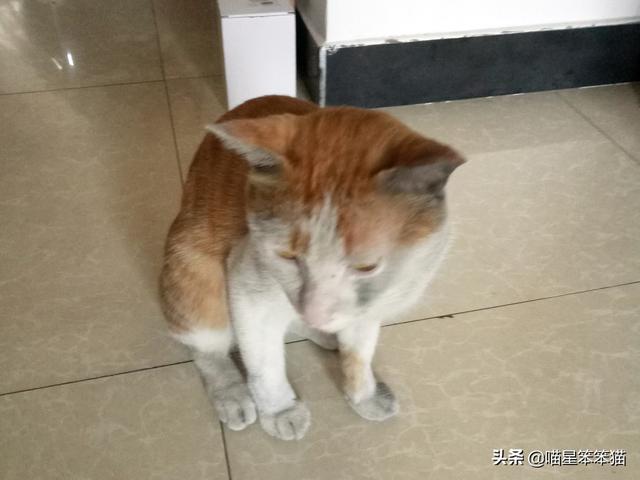 会弹琴的小猫咪图片:小猫咪自己一个人在家久了会孤独吗？