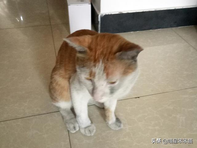 猫弹钢琴:《猫和老鼠》为什么如此受欢迎？