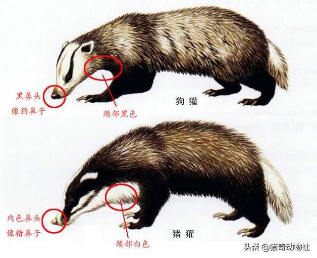 有见过獾的吗？算保护动物吗？