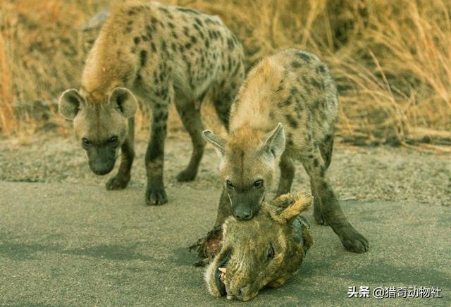 豺狗和鬣狗有什么区别，是鬣狗对狮子的危害大，还是豺和狼对老虎的危害大？