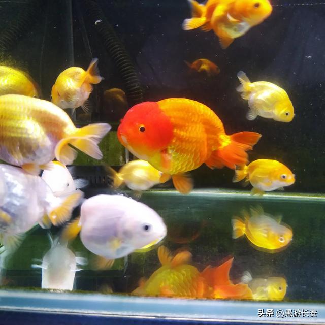 冷水鱼观赏鱼图片:冷水鱼观赏鱼图片名称 我有几个水塘，是山泉冷水，适合养什么冷水鱼？