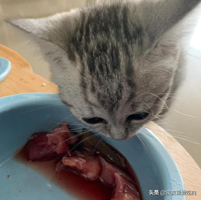 皇家猫粮k34猫奶糕:三个月的猫不吃猫粮怎么办？