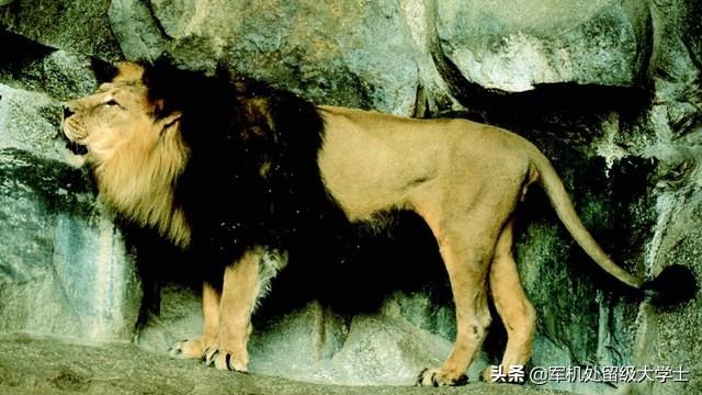 世界上最大的藏獒王大战狮子:藏獒VS鬣狗 谁胜算更大？