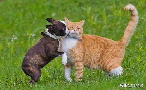 哈士奇大战藏獒壁纸:战斗力最强的家犬，需要多少只可以打败东北虎？为什么？ 哈士奇和藏獒