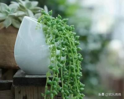 珍珠吊兰的养殖方法:珍珠吊兰怎样养成胖胖的？