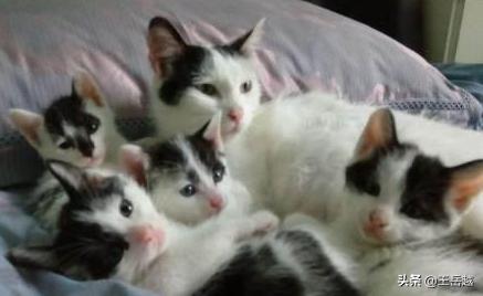 太原收养流浪猫狗:捡到一只流浪猫，准备收养具体该怎么做？