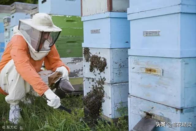 了解有关于蜜蜂的知识:人类养蜜蜂，到底是对还是错呢？蜜蜂知道自己被饲养着吗？