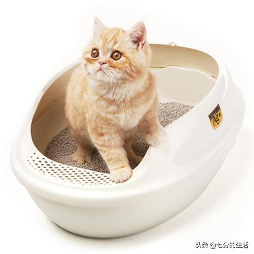 小猫一直打喷嚏其他都好:新买的猫砂，猫咪好像一直打喷嚏，求解？